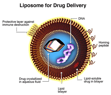 Liposome for drug delivery