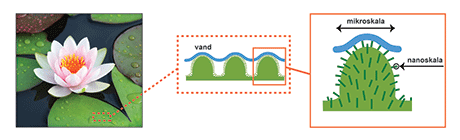 Figur 1. Zoom fra et åkandeblads mikrostruktur og nanostruktur, der viser den superhydrofobe effect der skabes, når vand kommer i kontakt med en meget vandafvisende overflade med meget lille kontaktflade.