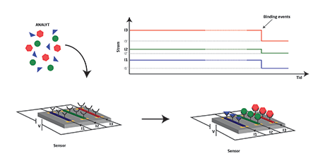 Figur 4. En væske med 3 forskellige biomarkører placeres på en nanotråd-chip. Hver nanotråd (NW) reagerer kun på en bestemt biomarkør, og når reaktionen finder sted, kan vi måle en ændring på nanotrådens modstand. Ændringen afhænger af mængden af biomarkørerne, der binder på nanotråden. 