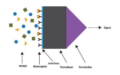 Procesbeskrivelse analyt bioreceptor transducer forstærker
